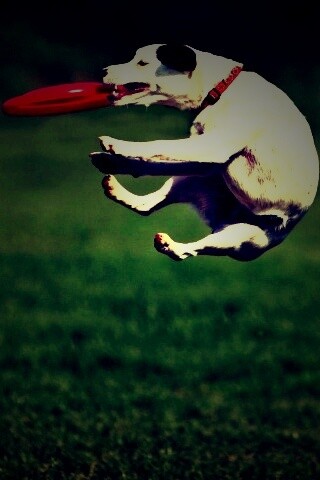 Ловкач обои