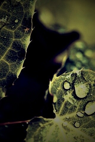 Капельки росы на листьях обои