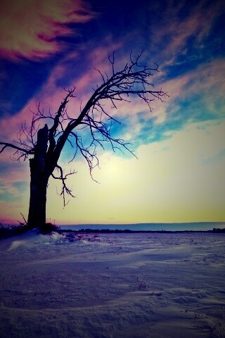 Сломанное дерево в снежной тундре обои