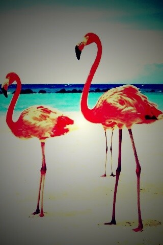 Розовые фламинго на пляже обои