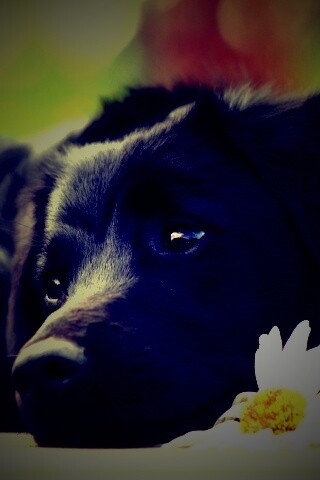 Собака с ромашкой обои