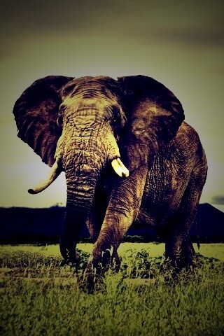 Слон на прогулке обои