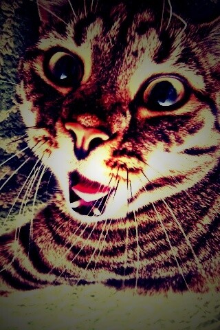 Спалившийся на ковре кошак обои