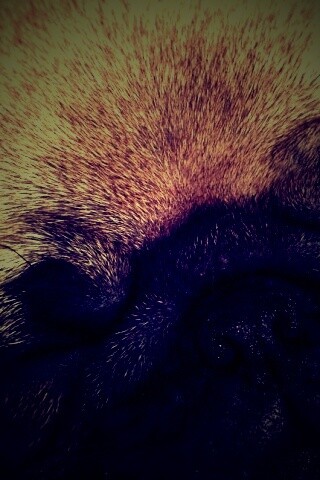 Спящий мопсик обои