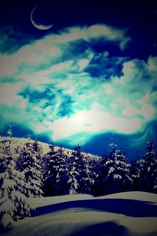 Зимний еловый лес обои