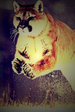 Снежная пума обои