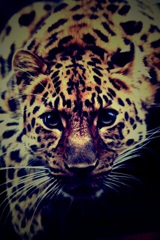 Леопард в зоопарке обои