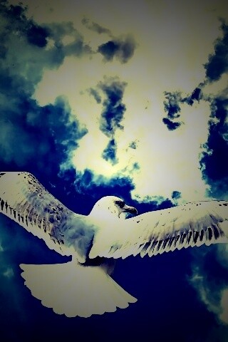 Гордая птица в полете обои