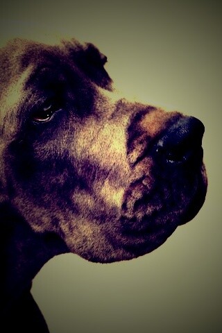 Грустная собака обои