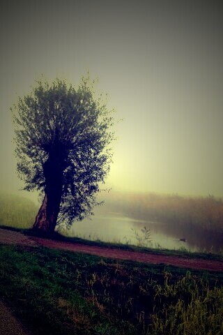 Дорога растворяется в тумане обои