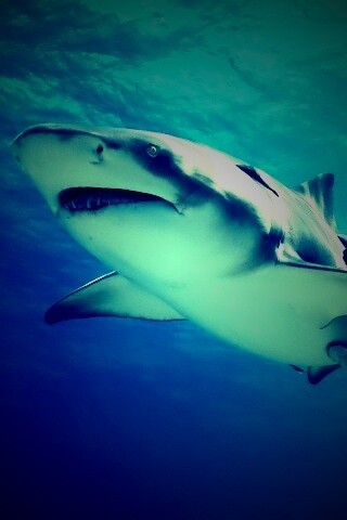Красивая глубоководная акула обои
