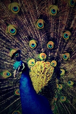 Павлин, говоришь... обои