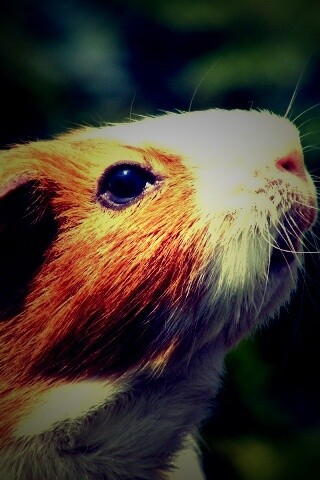 Морская свинка - романтик обои