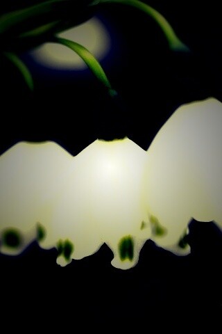 Белые ландыши обои