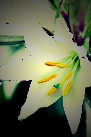 Белая лилия обои