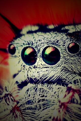 Паук в макро обои