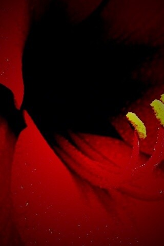 Красная манящая лилия обои