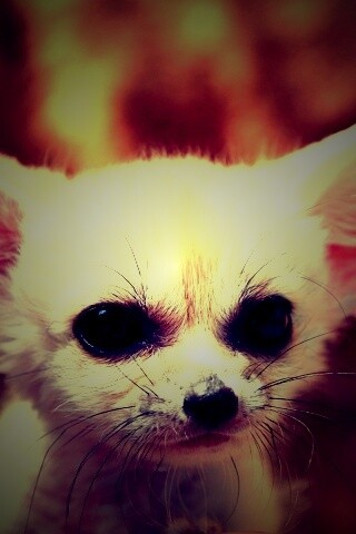 Угрюмый ушан обои