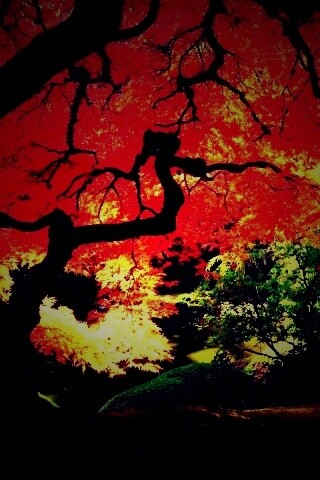 Под оранжевой кроной обои