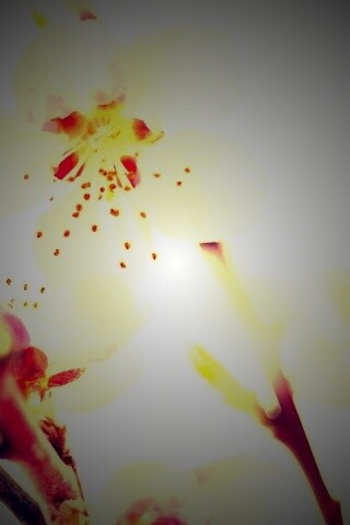 Нежные розовые цветы обои