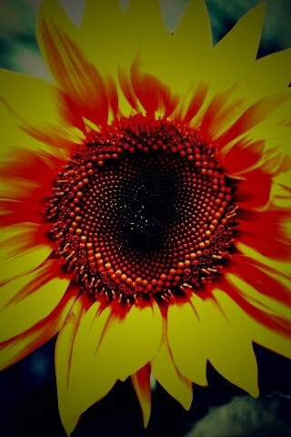 Подсолнух на поле обои