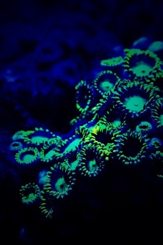 Морское дно обои