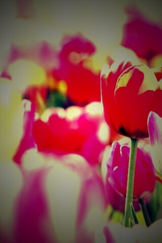 Красивые тюльпаны обои