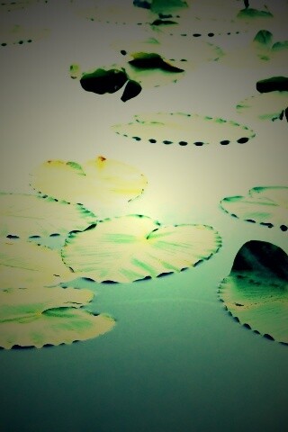 Плавающие листья обои