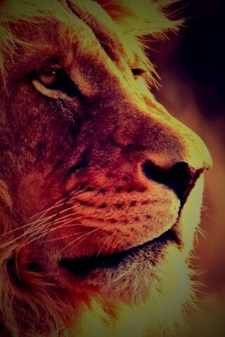 Лев обои
