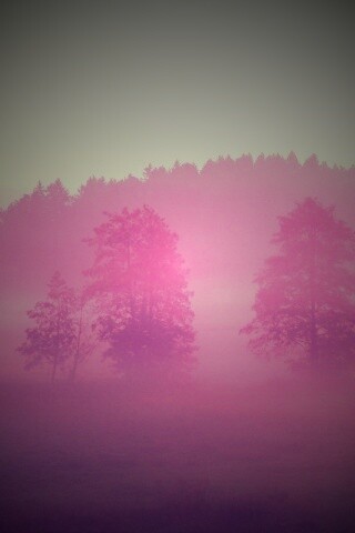 Розовый лес обои