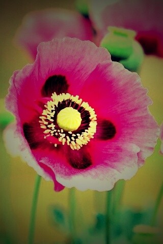 Розовые маки обои