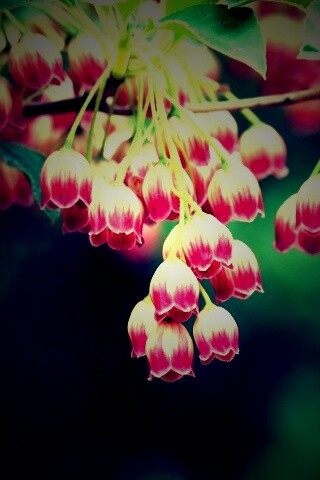 Красные колокольчики обои