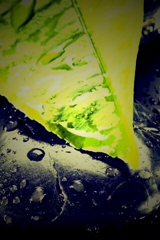 Зеленый лист на черных камнях обои