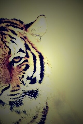 Красавец тигр обои