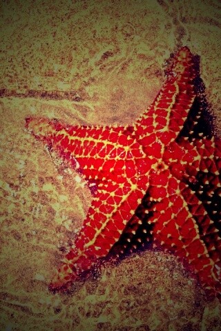 Морская звезда обои