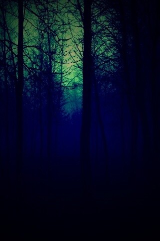 Страшный туманный лес обои