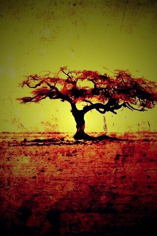 Гранжевое дерево в саванне обои