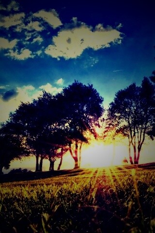 Лучи солнца на траве обои