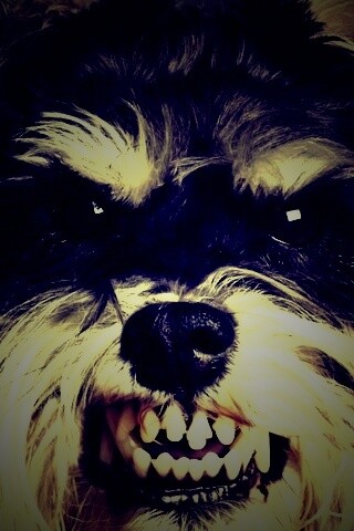 Терьер вне себя обои