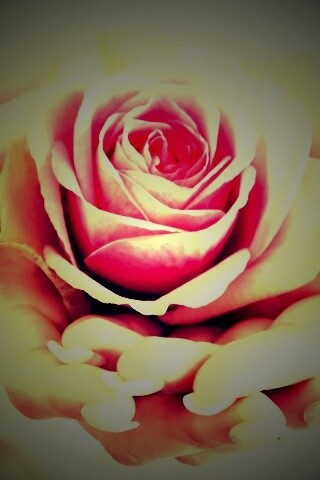 Роза в женских руках обои