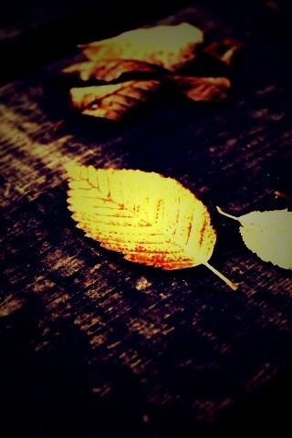 Опавшая листва обои