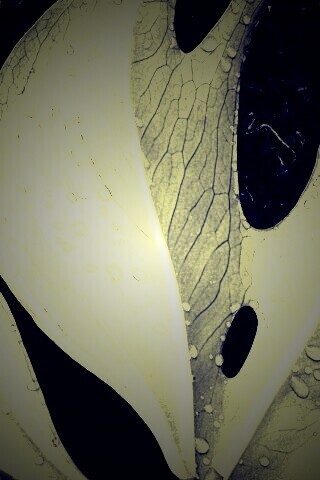 Белый лист обои