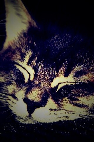 Спяший кот обои