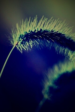 Травинка обои