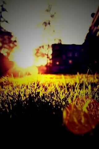 Трава во дворе обои