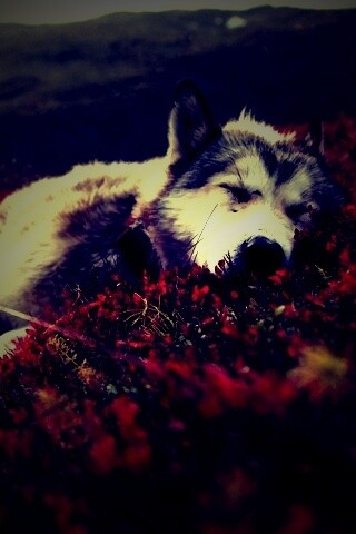 Лапа в цветах обои