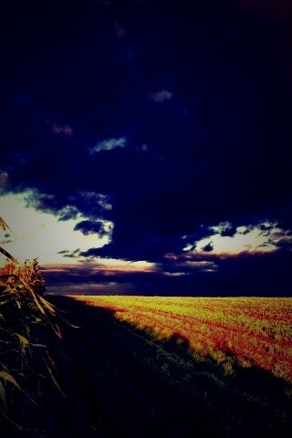 Кукурузное поле обои