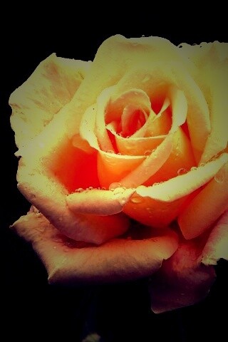 Белая роза обои