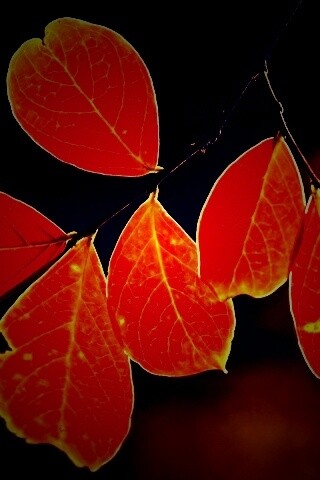 Ветка с оранжевыми листьями обои