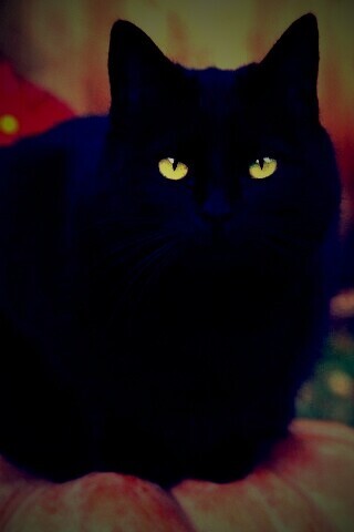 Чёрный кот на тыкве обои